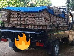 Ada Mafia Dibalik Anjloknya Harga Telur