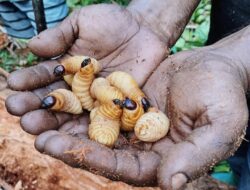 Ulat Sagu Sumber Protein Makanan Di Nusantara
