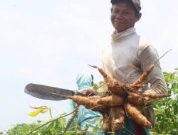 Sumber Karbohidrat Singkong Dan Pisang Keragaman Pangan Nusantara Sangat Penting Diakomodasi Dalam MBG