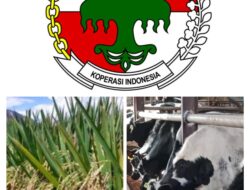 SHU dan Kompensasi Pengurus Koperasi Jika Tidak di Gaji.