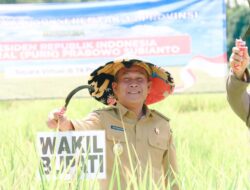 Wakil Bupati H Suprayitno Hadiri Panen Raya Padi Serentak di Air Satan