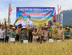 Wakil Bupati Lahat Widia Ningsih Mengikuti Panen Raya Padi Serentak Desa Jemaring