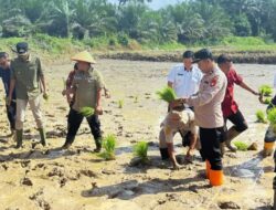 Bupati Musi Rawas Utara H. Devi Suhartoni Melakukan Tanam Padi Sawah di Desa Beringin Makmur I