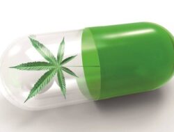 Dari Sabang, Suara Untuk Legalisasi Ganja: Ekonomi Rakyat Dan Hak Atas Kesehatan