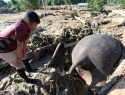 Gajah Sumatera Ditemukan Mati Terbawa Banjir di Pidie Jaya