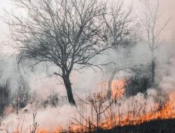 Api Kembali Menjadi Berita 